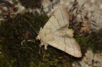 Charanyca trigrammica