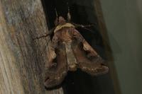 Xestia c-nigrum