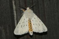Spilosoma lubricipeda