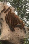 Eriogaster lanestris