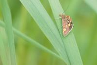 Pyrausta aurata