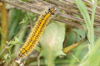 Lasiocampa trifolii