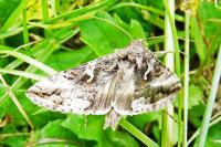 Autographa gamma