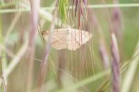 Scopula rubiginata