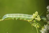 Orthosia gothica
