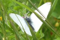 Pieris