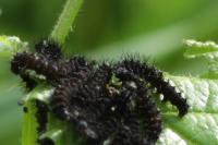 Aglais io