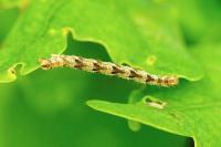 Eupithecia abbreviata