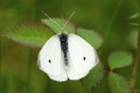 Pieris brassicae