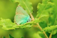 Callophrys rubi