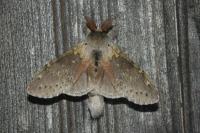 Stauropus fagi