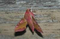 Deilephila porcellus