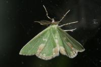 Comibaena bajularia