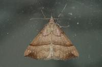 Hypena proboscidalis