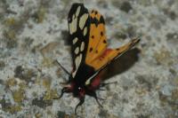 Arctia villica
