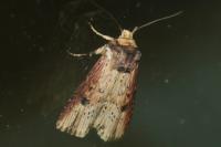 Axylia putris