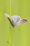 Lysandra bellargus
