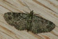 Pasiphila rectangulata
