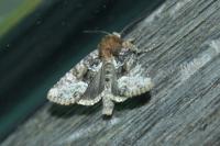 Oligia strigilis/versicolor