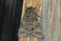 Acronicta aceris