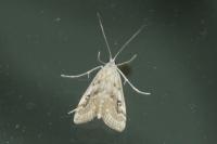 Parapoynx stratiotata