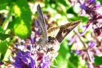 Autographa gamma