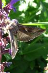 Autographa gamma