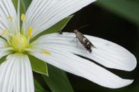 Glyphipterix simpliciella