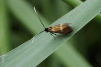 Cauchas fibulella