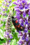 Zygaena trifolii