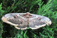 Saturnia pyri