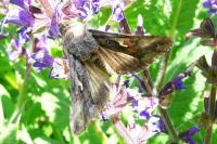 Autographa gamma