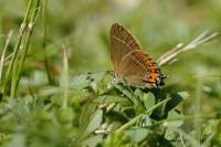 Satyrium pruni