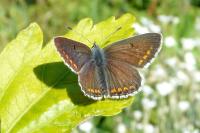 Polyommatus icarus