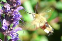 Hemaris fuciformis