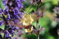 Hemaris fuciformis