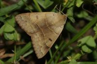 Minucia lunaris