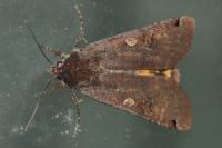 Noctua pronuba