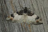 Catarhoe cuculata