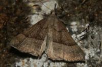 Hypena proboscidalis