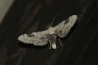 Eupithecia centaureata