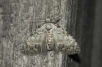Meganola strigula