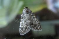 Meganola strigula