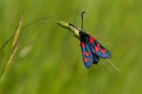 Zygaena trifolii