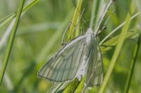 Siona lineata