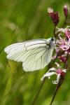 Aporia crataegi