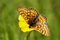 Euphydryas aurinia