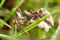 Autographa gamma