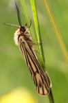 Spiris striata