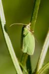 Tortrix viridana